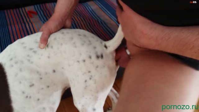 Зоофил извращенец трахает белую собаку в жопу