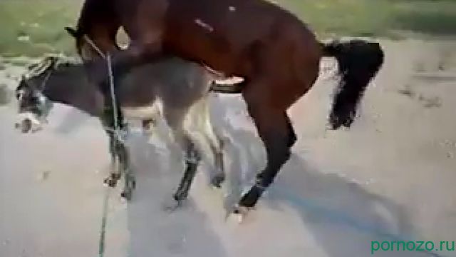 Конь выебал ишака. Скачать порно животных
